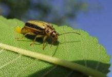 Tratamiento contra la plaga de escarabajos del olmo en Sant Boi