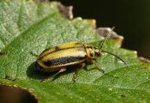 Una plaga de escarabajos del olmo se comienza a extender por Sant Boi