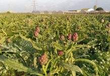 DESOS Opció Solidària impulsa un seminario sobre el potencial educativo del Parque Agrario del Baix Llobregat