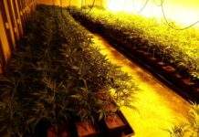 Desmantelada plantación de 900 plantas de marihuana en Sant Boi