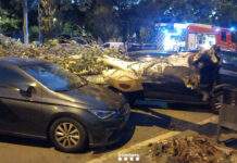 Cae un gran árbol encima de dos vehículos en Sant Boi