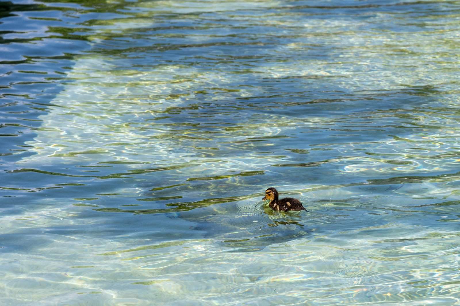 Un pato, en el interior del lago